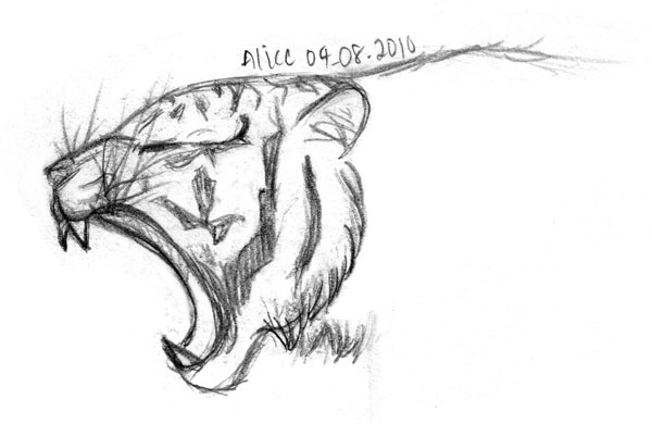 600x390 Tattoo Pattern Shared - Tiger Profile Drawing