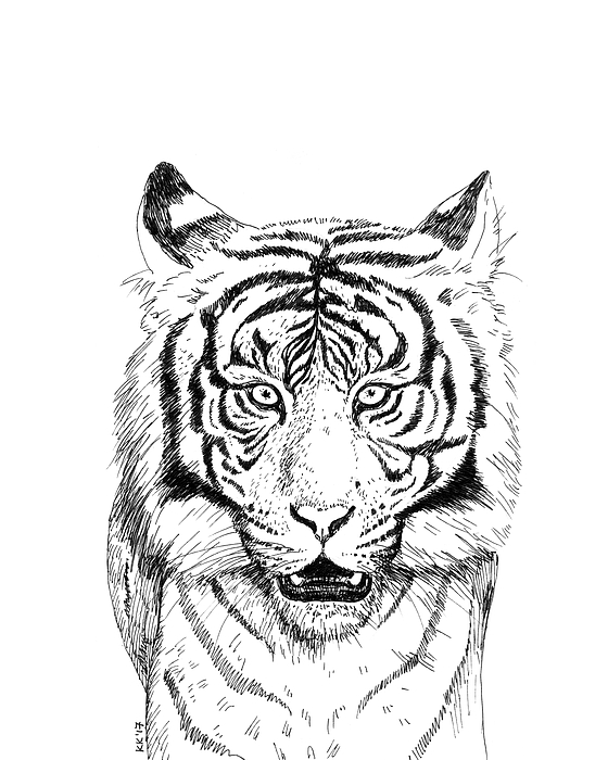 Tiger Profile Drawing at PaintingValley.com | Explore collection of ...