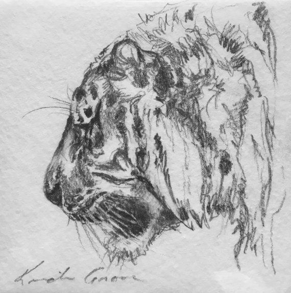 570x575 Tiger Profile, Original Art Graphite Miniature Drawing Wall Decor - Tiger Profile Drawing