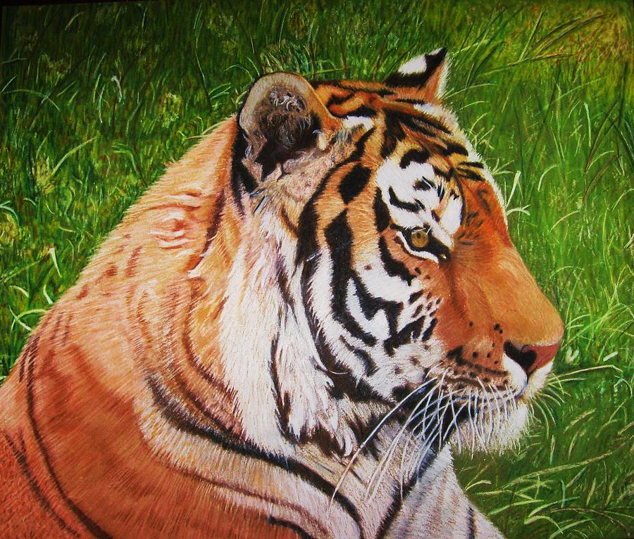900x766 Tiger Profile Drawing - Tiger Profile Drawing