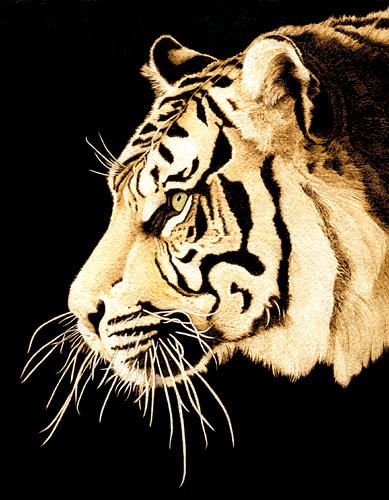 389x500 Tiger Profile - Tiger Profile Drawing
