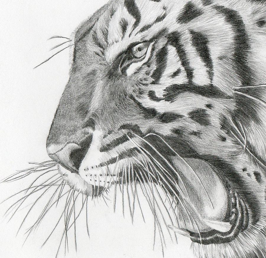 900x871 Tiger Sketches Drawings - Tiger Profile Drawing