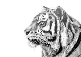 268x188 tiger profile c r e a t e in tiger drawing, tiger art - Tiger Profile Drawing