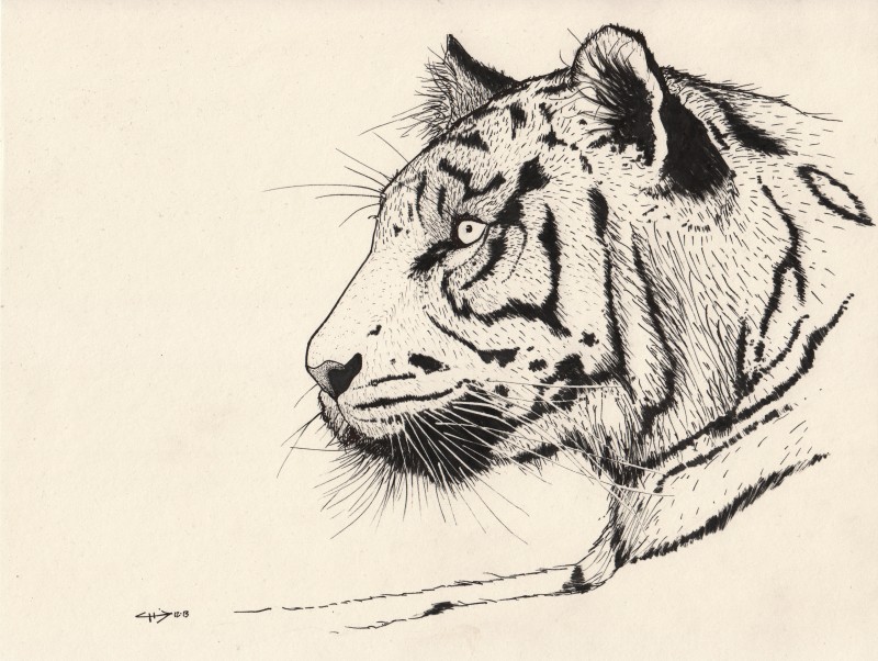 800x602 Tiger Profile - Tiger Profile Drawing