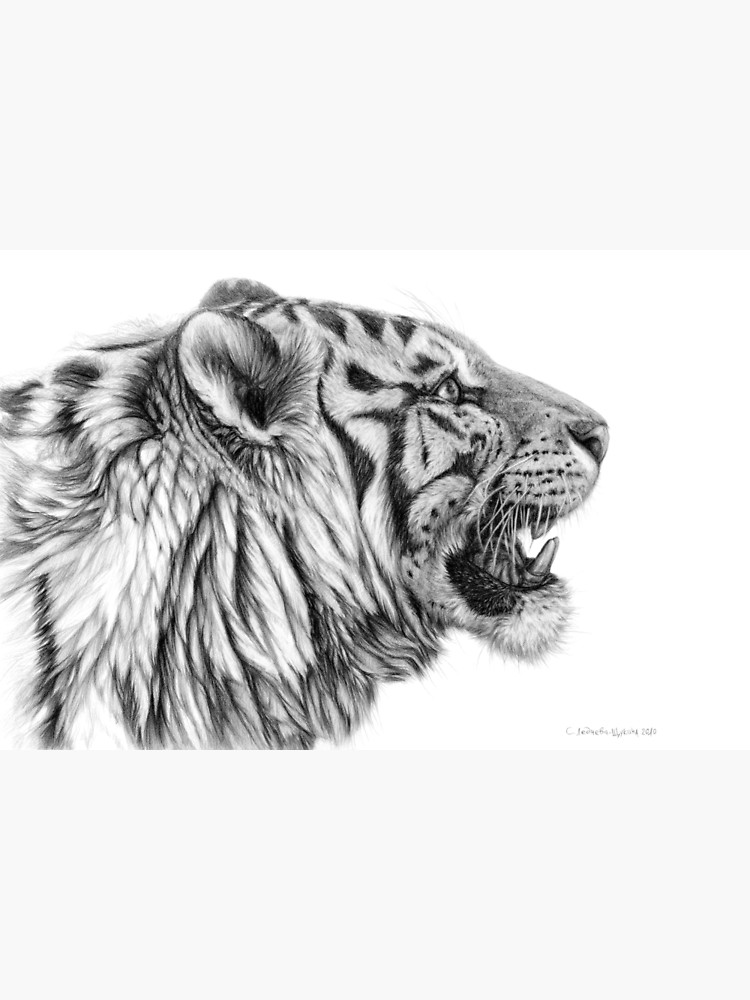 750x1000 White Tiger Profile - Tiger Profile Drawing