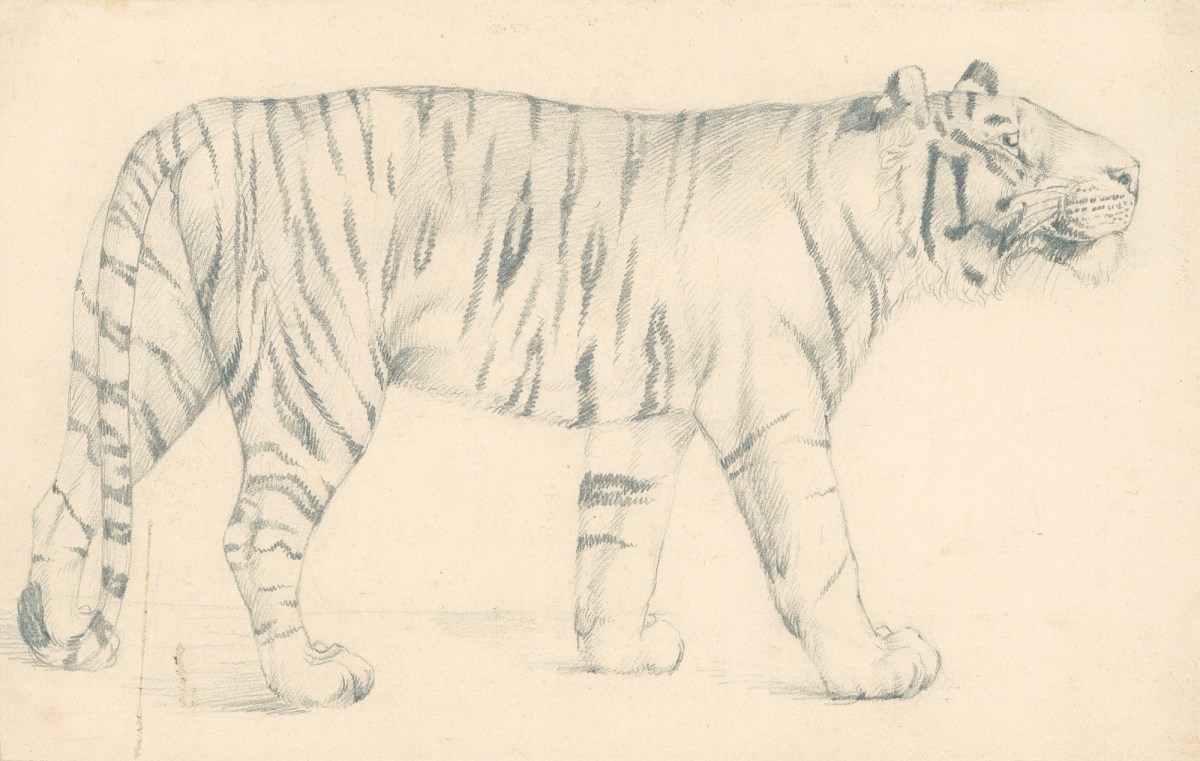 1200x761 A Tiger, In Profile Works Of Art Ra Collection Royal Academy - Tiger Profile Drawing