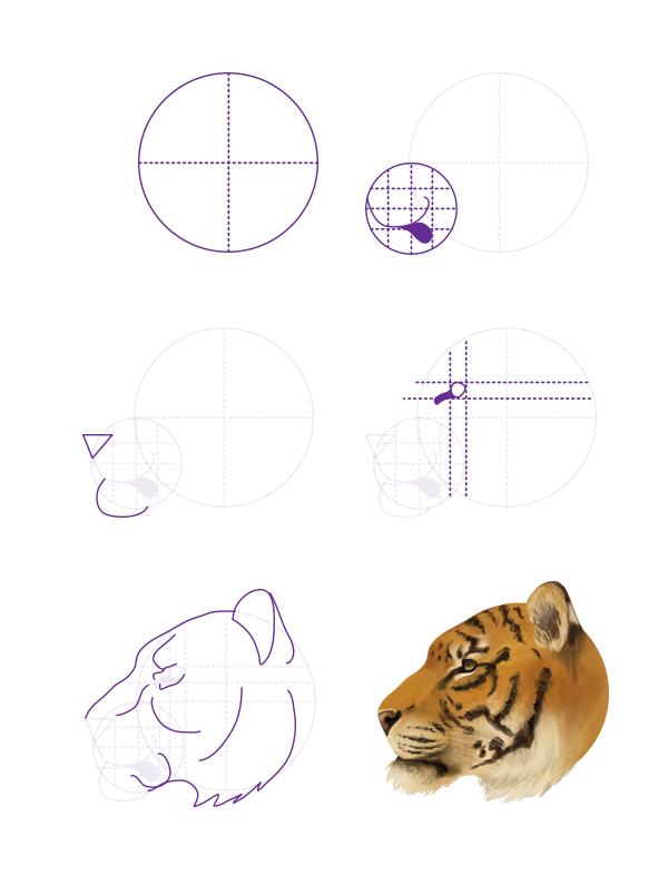 600x795 How To Draw Animals Big Cats, Their Anatomy And Patterns - Tiger Profile Drawing
