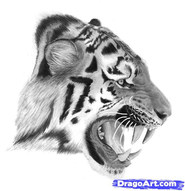 603x623 How To Draw A Real Tiger, Step - Tiger Profile Drawing