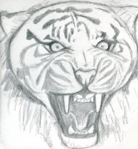 279x302 How To Draw A Roaring Tiger, Step - Tiger Roaring Drawing