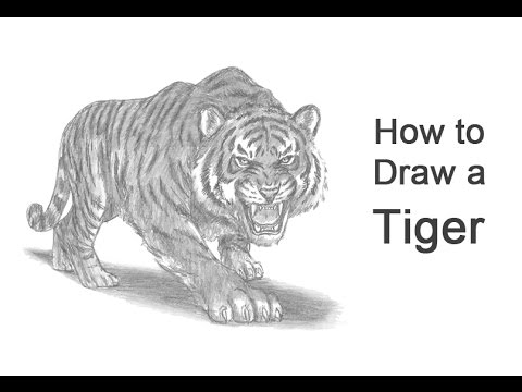 480x360 How To Draw A Tiger Roaring - Tiger Roaring Drawing