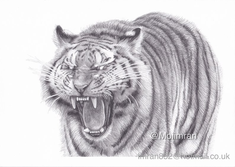 794x563 original pencil drawing of bengal tiger roaring wildlife etsy - Tiger Roaring Drawing