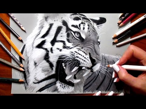 480x360 Pencil Drawing Roaring Tiger - Tiger Roaring Drawing