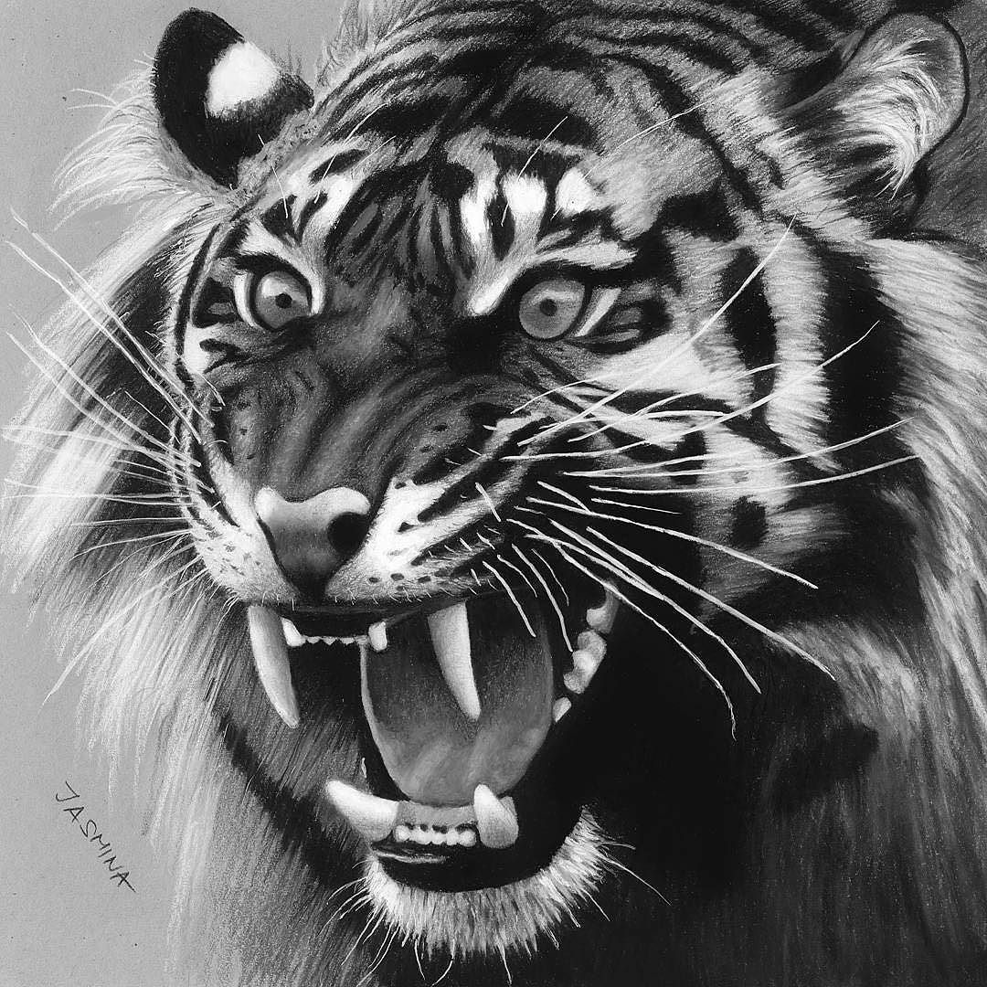 1080x1080 Repost From New Drawing A Roaring Tiger For This - Tiger Roaring Drawing