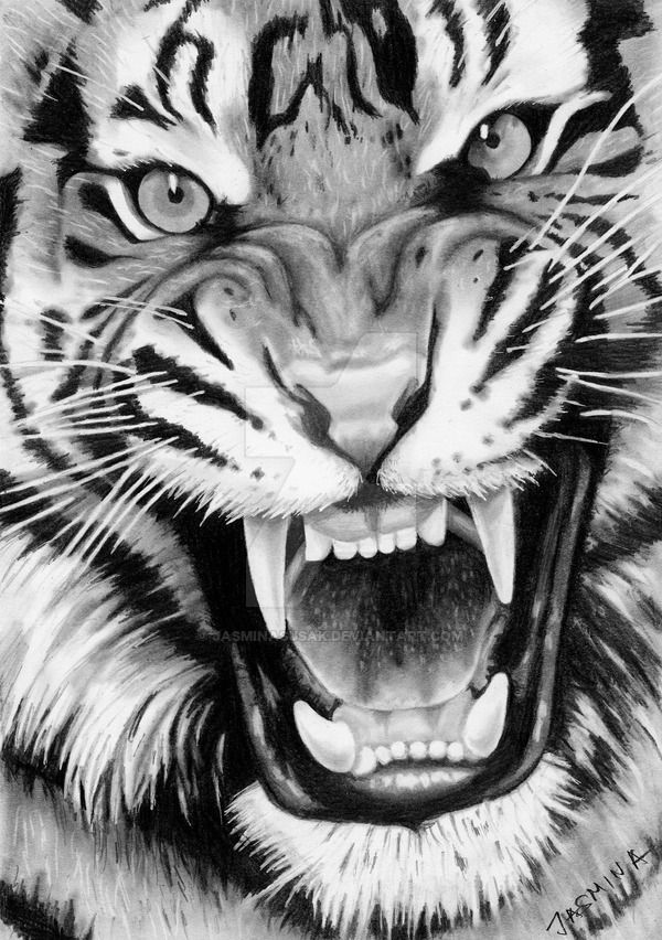 600x852 Roaring Tiger - Tiger Roaring Drawing