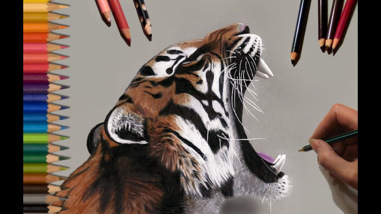 1280x720 speed drawing tiger jasmina susak - Tiger Roaring Drawing