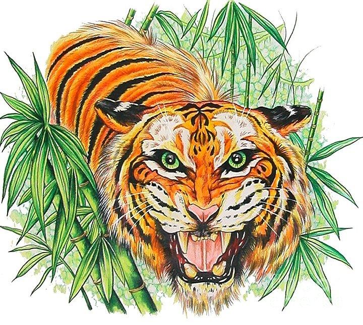720x646 tiger roar drawing - Tiger Roaring Drawing