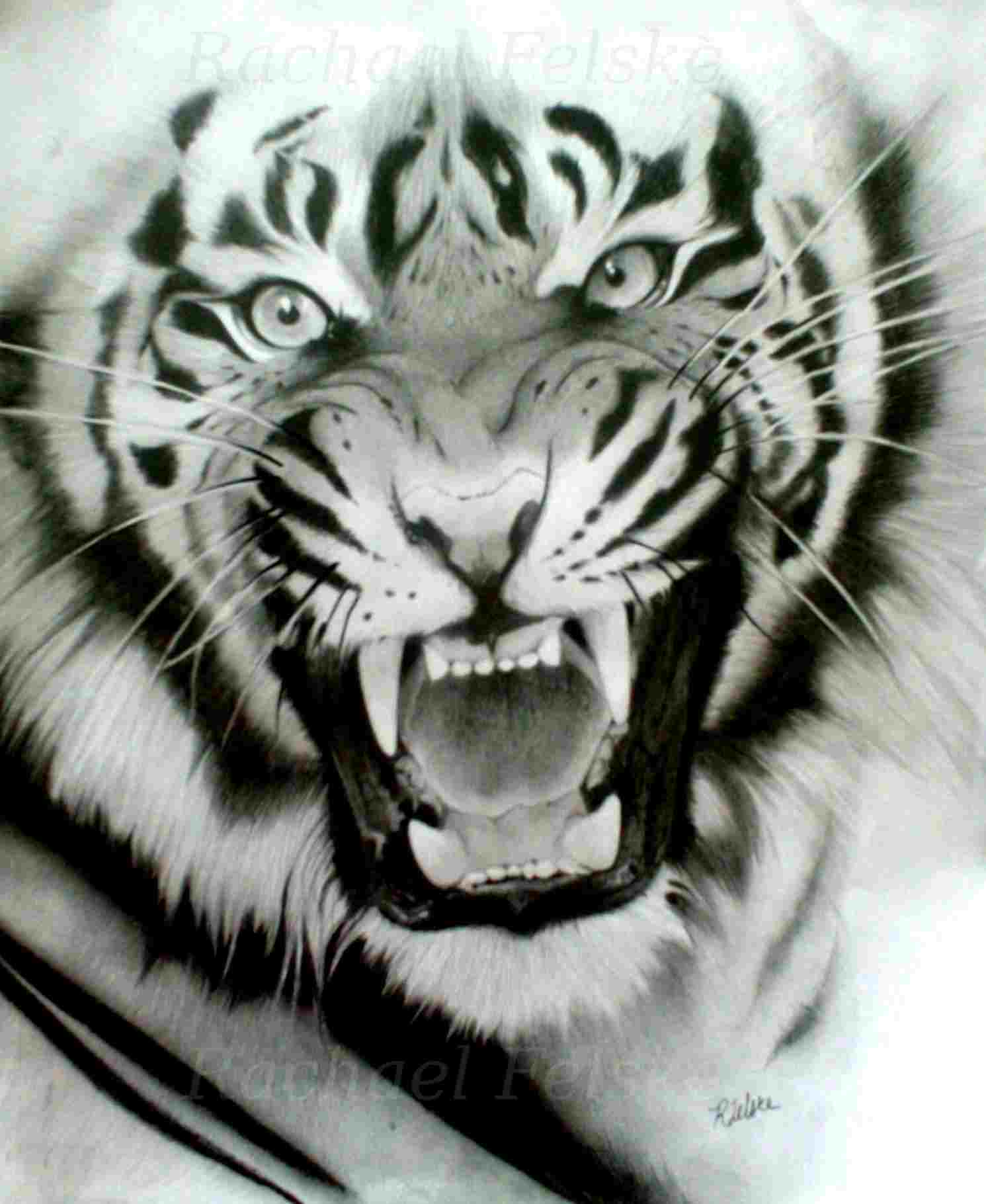1491x1820 Tiger Roaring Drawing Easy - Tiger Roaring Drawing