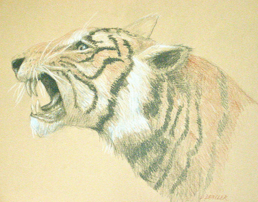 900x706 Tiger Roaring Drawing - Tiger Roaring Drawing