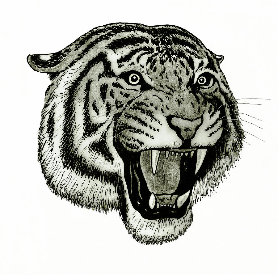 900x890 Tiger Roaring Face Drawing - Tiger Roaring Drawing