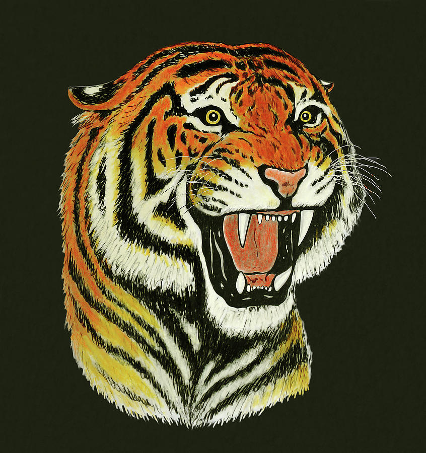 846x900 Tiger Roaring Portrait Painting - Tiger Roaring Drawing