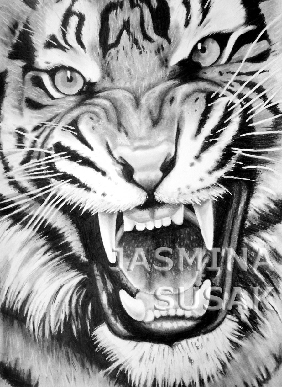 900x1234 Drawn White Tiger Roaring - Tiger Roaring Drawing