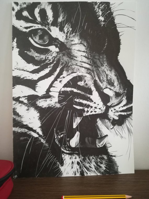 570x760 Frame Tiger Roaring Drawing Wild Animals Nature Original Etsy - Tiger Roaring Drawing