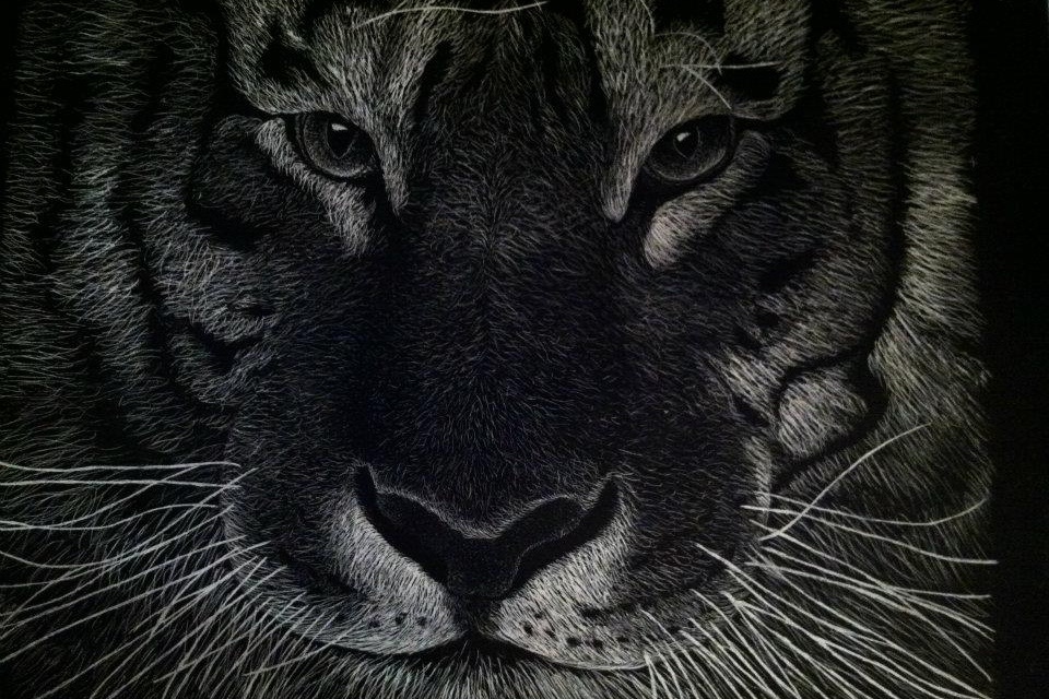 960x640 scratch art tiger caitierenee art - Tiger Scratch Drawing