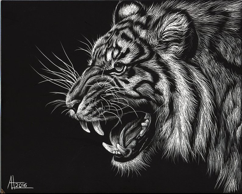 Tiger Scratch Drawing at Explore collection of