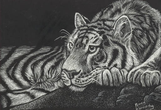 513x350 tiger at rest - Tiger Scratch Drawing