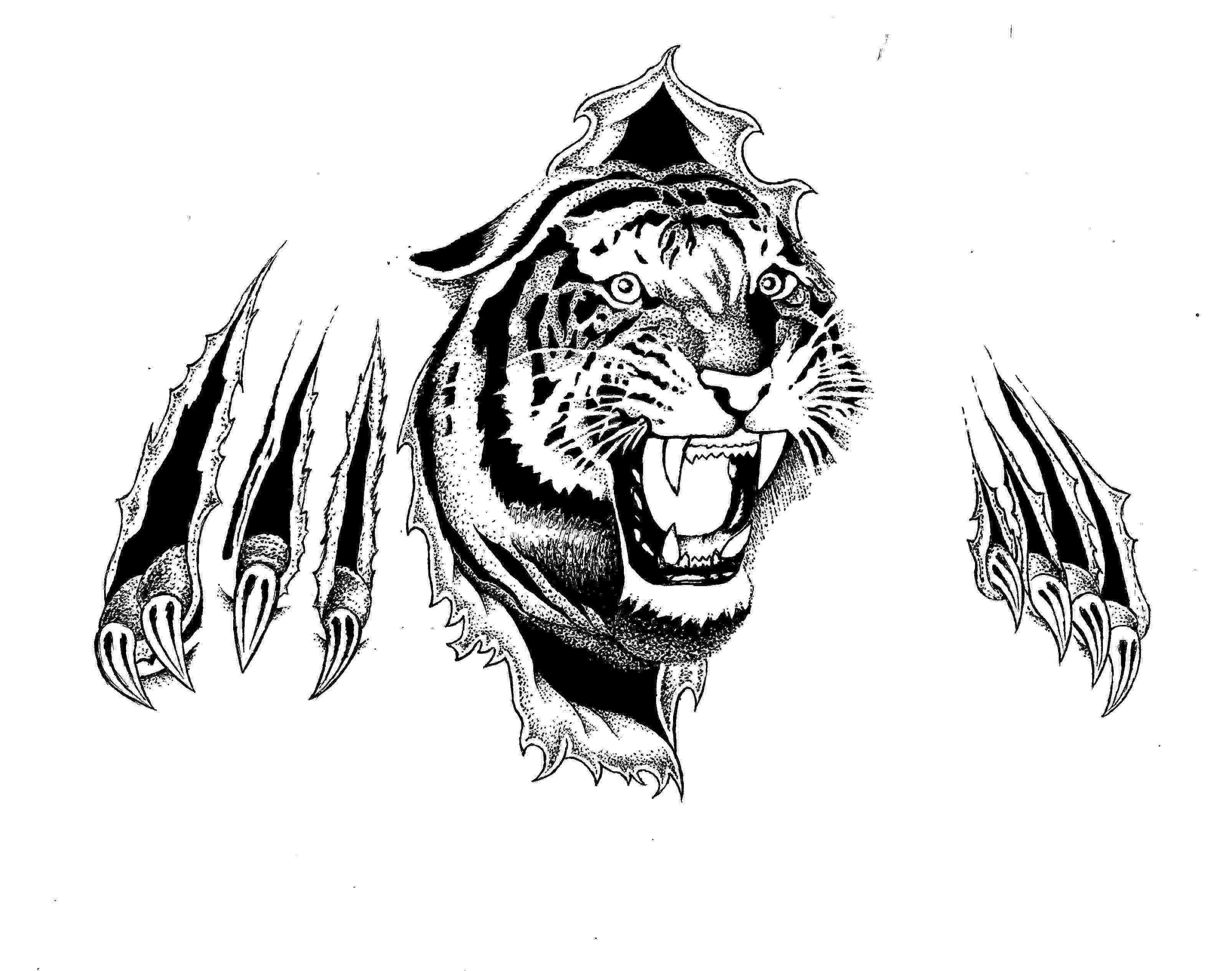 Tiger Scratch Drawing at Explore collection of