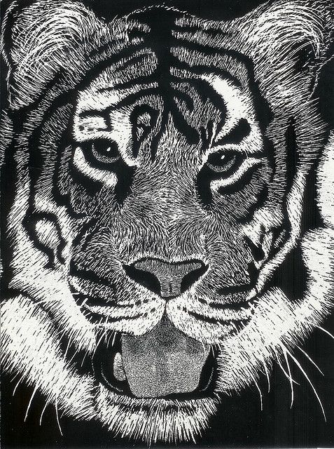 477x640 tiger scratch art - Tiger Scratch Drawing