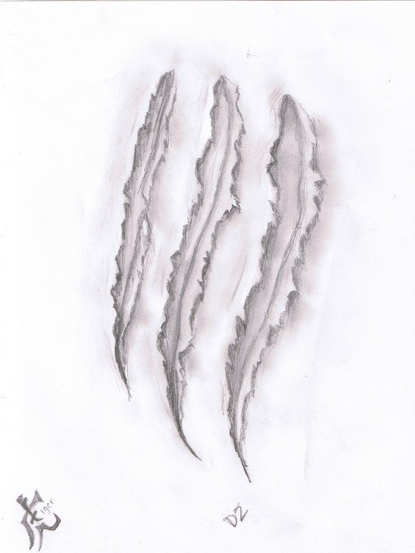 600x799 Would Make A Cool Tattoo Not For Me But For Someone Tiger - Tiger Scratch Drawing