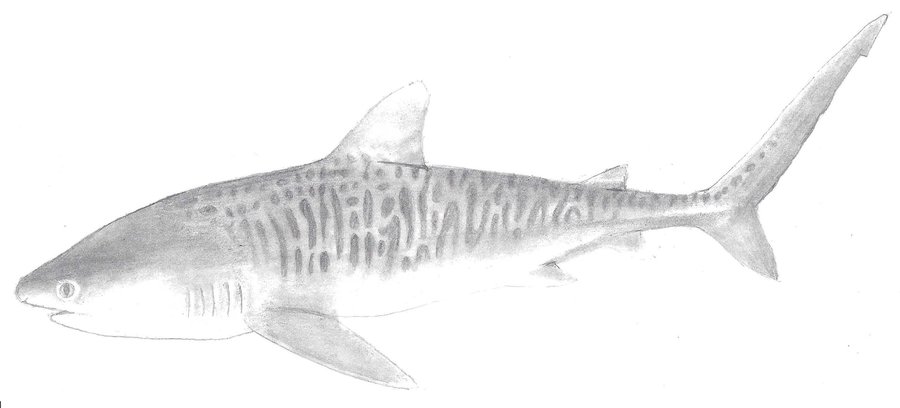 Tiger Shark Drawing at PaintingValley.com | Explore collection of Tiger