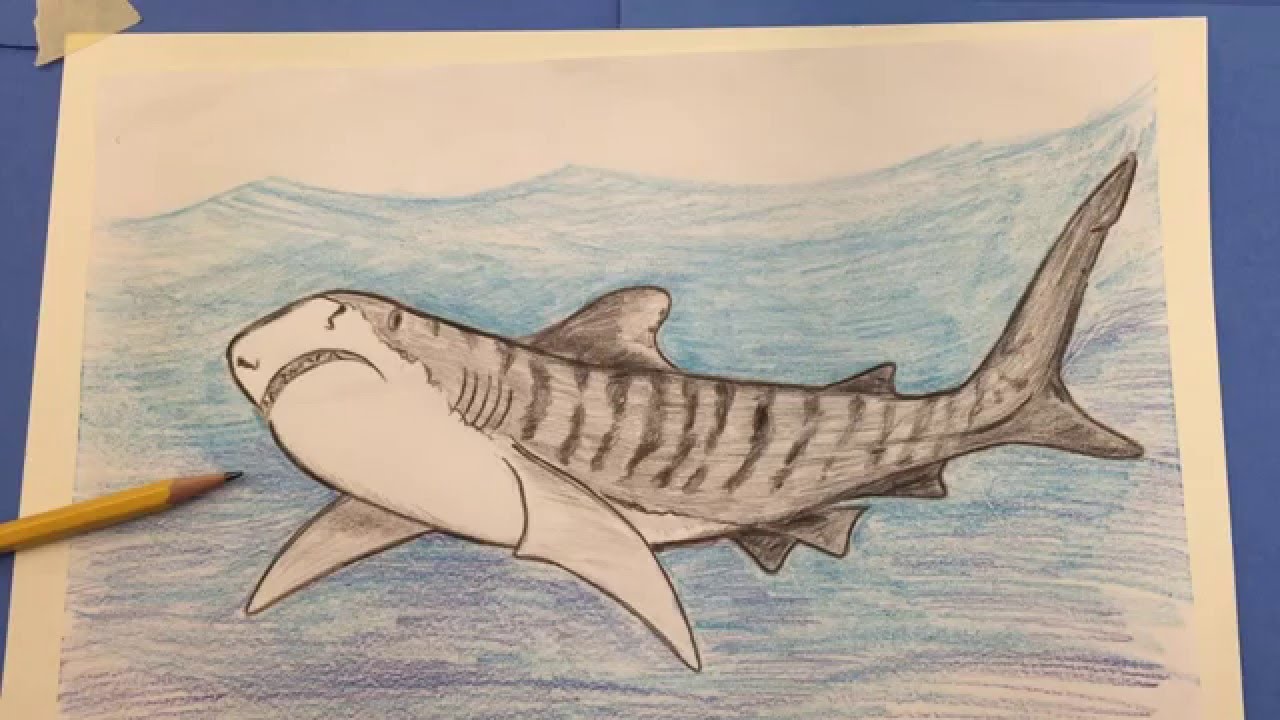 1280x720 How To Draw A Tiger Shark Step - Tiger Shark Drawing