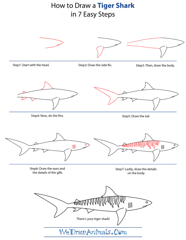 600x776 How To Draw A Tiger Shark - Tiger Shark Drawing