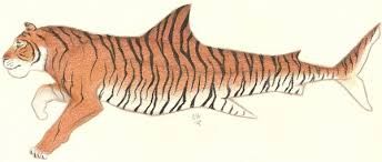 344x146 Image Result For Tiger Shark Drawing Beast Drawingz Shark - Tiger Shark Drawing