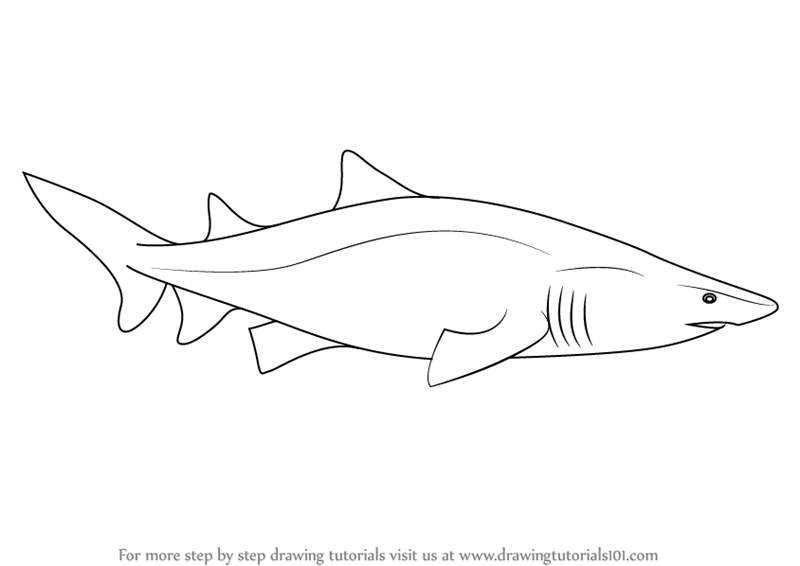 800x566 Learn How To Draw A Sand Tiger Shark - Tiger Shark Drawing