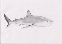 236x170 Best Tiger Shark Tattoo Drawing Images Shark Tattoos, Tattoo - Tiger Shark Drawing