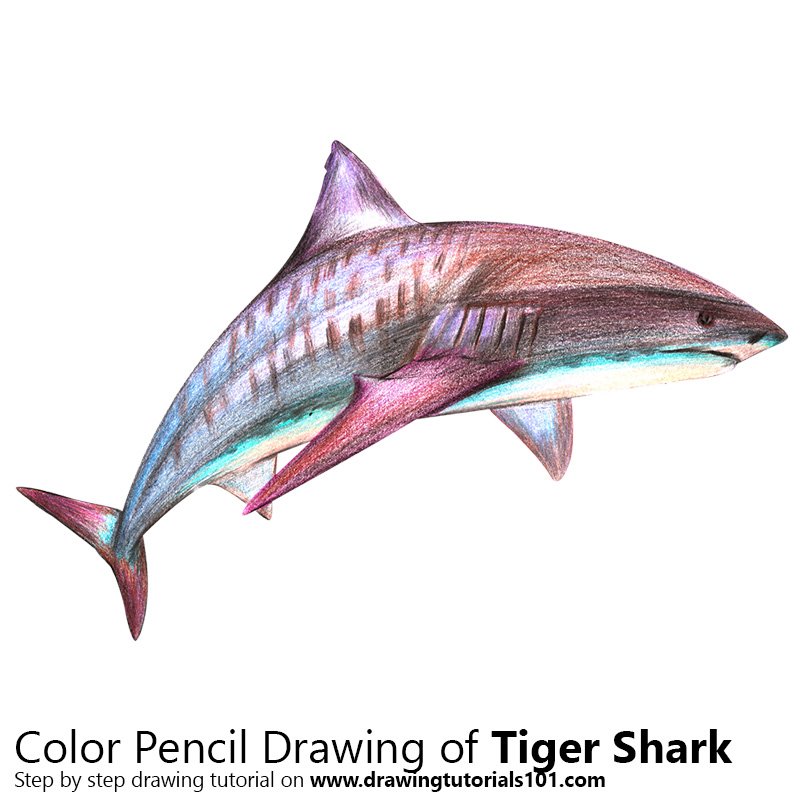 800x800 Tiger Shark Colored Pencils - Tiger Shark Drawing
