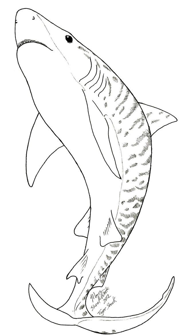 681x1172 Tiger Shark Coloring - Tiger Shark Drawing