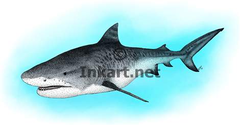470x245 Tiger Shark Stock Art Illustration - Tiger Shark Drawing