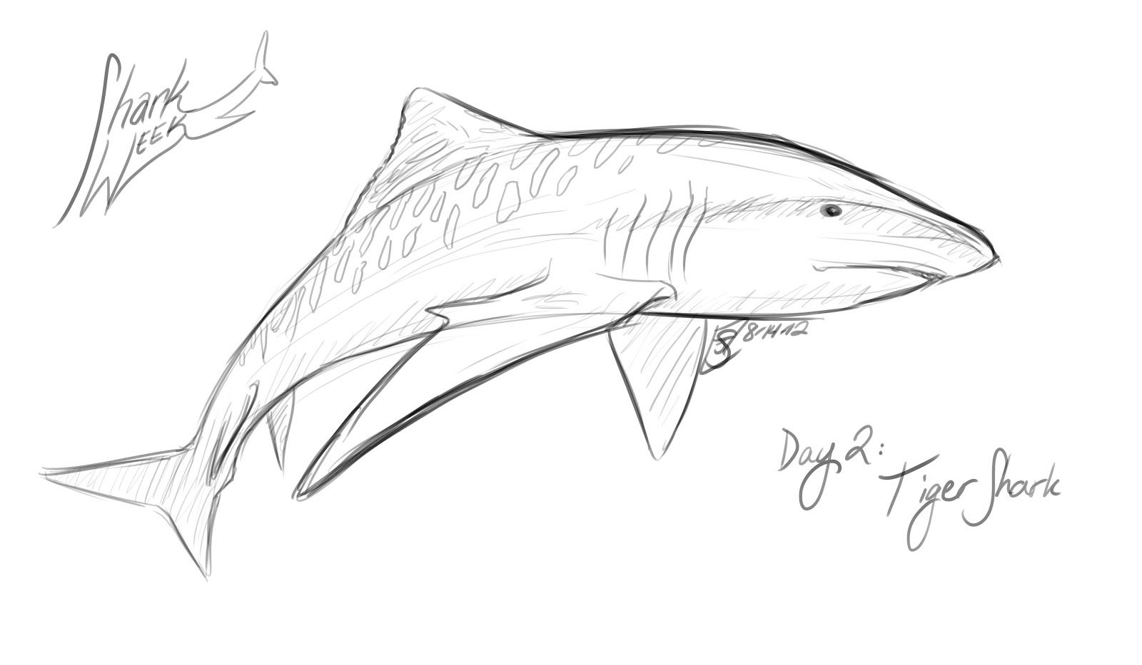 1600x933 Tiger Sharks Drawing Images Pictures - Tiger Shark Drawing