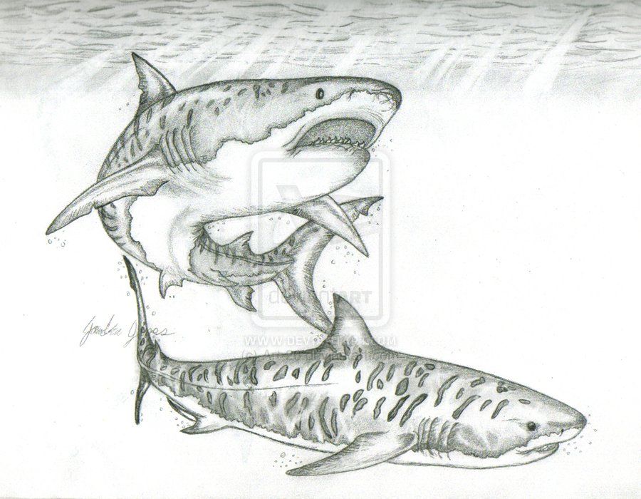 900x700 Tiger Sharks - Tiger Shark Drawing
