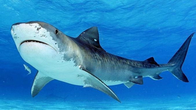 677x379 turtles draw tiger sharks to popular coast spot sunshine coast daily - Tiger Shark Drawing