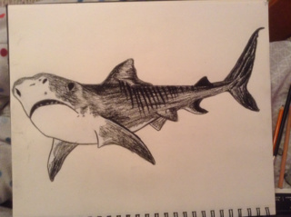 320x239 Tigershark Drawings On Paigeeworld Pictures Of Tigershark - Tiger Shark Drawing