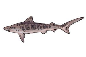 300x200 How To Draw A Tiger Shark - Tiger Shark Drawing