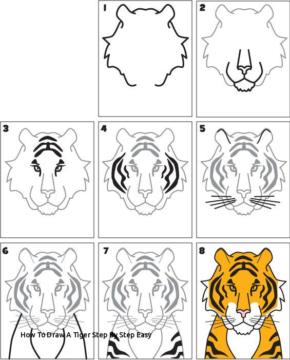 Tiger Step By Step Drawing At Paintingvalley.com 