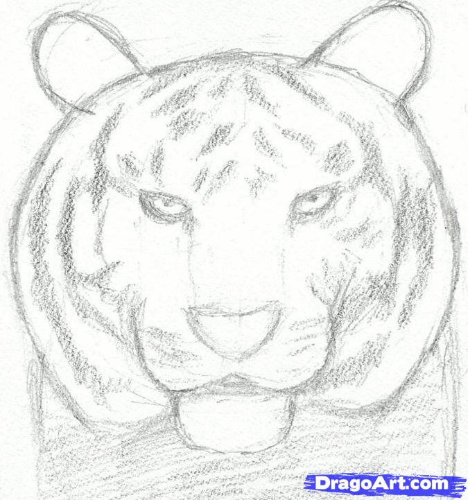 675x721 How To Draw A Tiger Head, Step - Tiger Step By Step Drawing