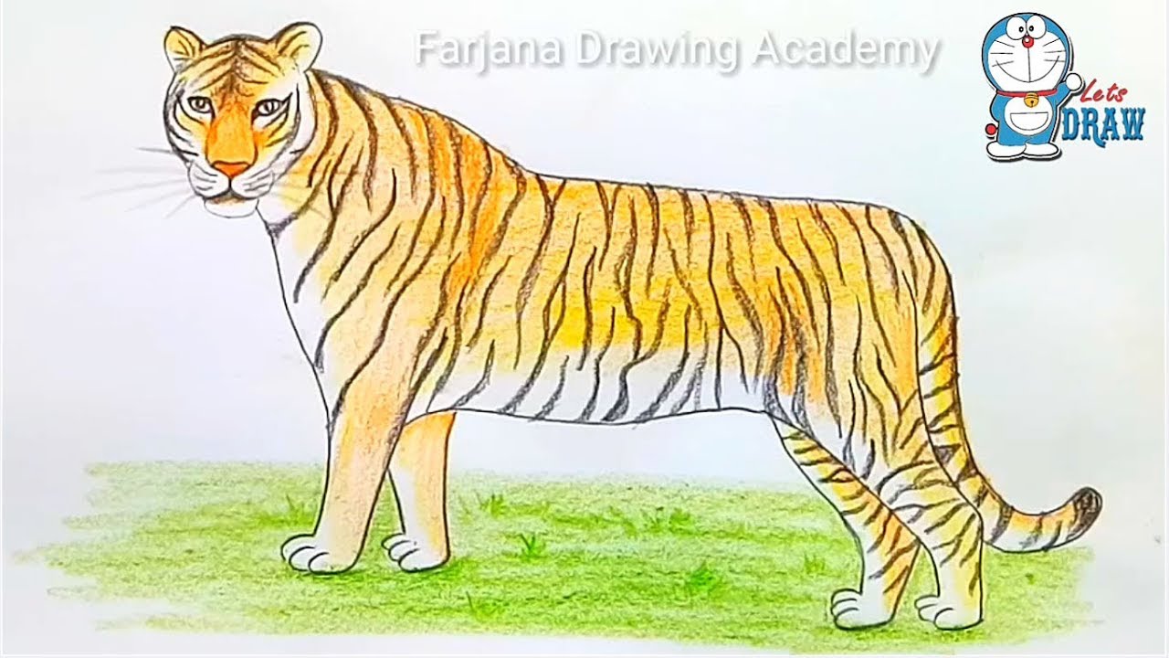 1280x720 How To Draw A Tiger Step - Tiger Step By Step Drawing