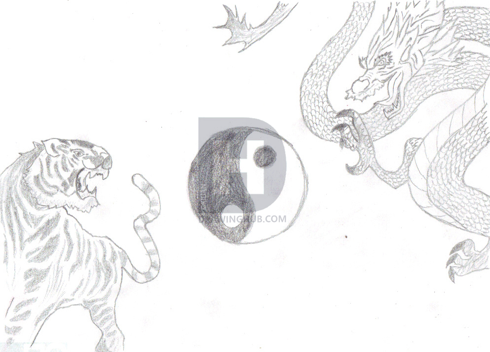 993x712 How To Draw Tiger And Dragon, Step - Tiger Step By Step Drawing